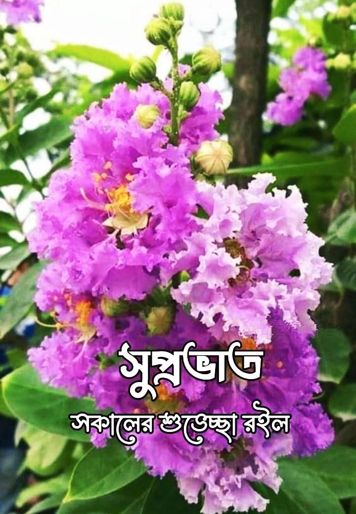 Bengali Flower Good Morning Images