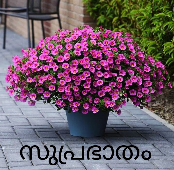 Flowers Good Morning Images In Malayalam
