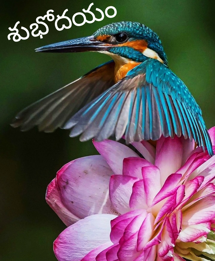 Beautiful Good Morning Images Telugu