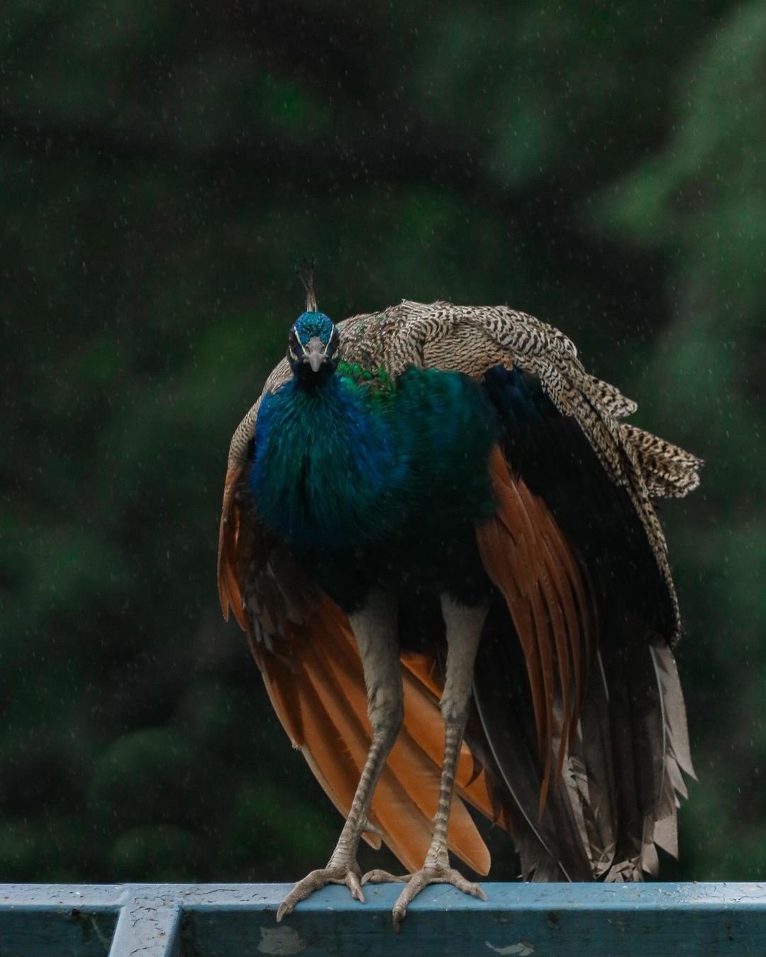 Beautiful Peacock Photo