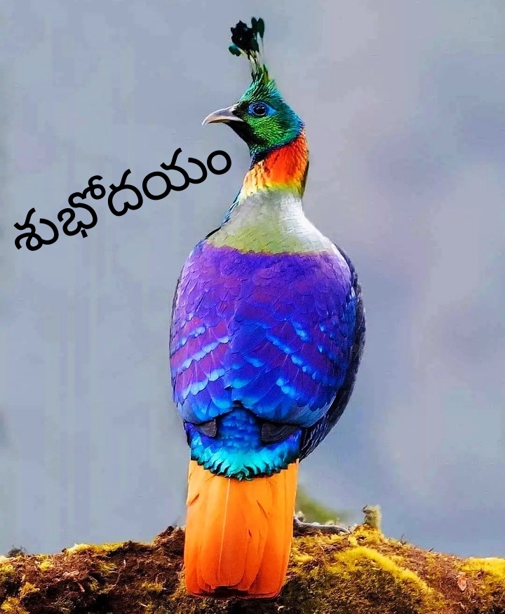 Latest Good Morning Images In Telugu