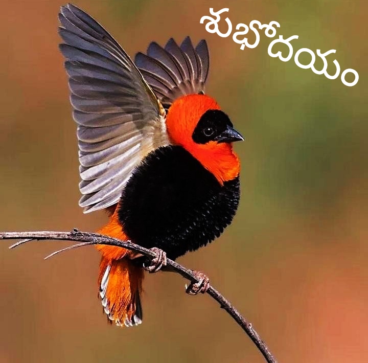 Latest Telugu Good Morning Images