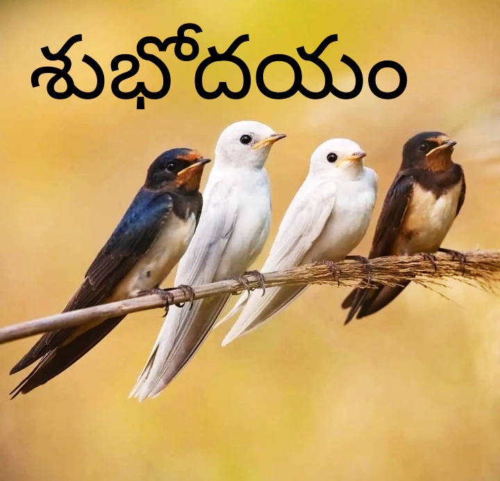 Nature Good Morning Images In Telugu