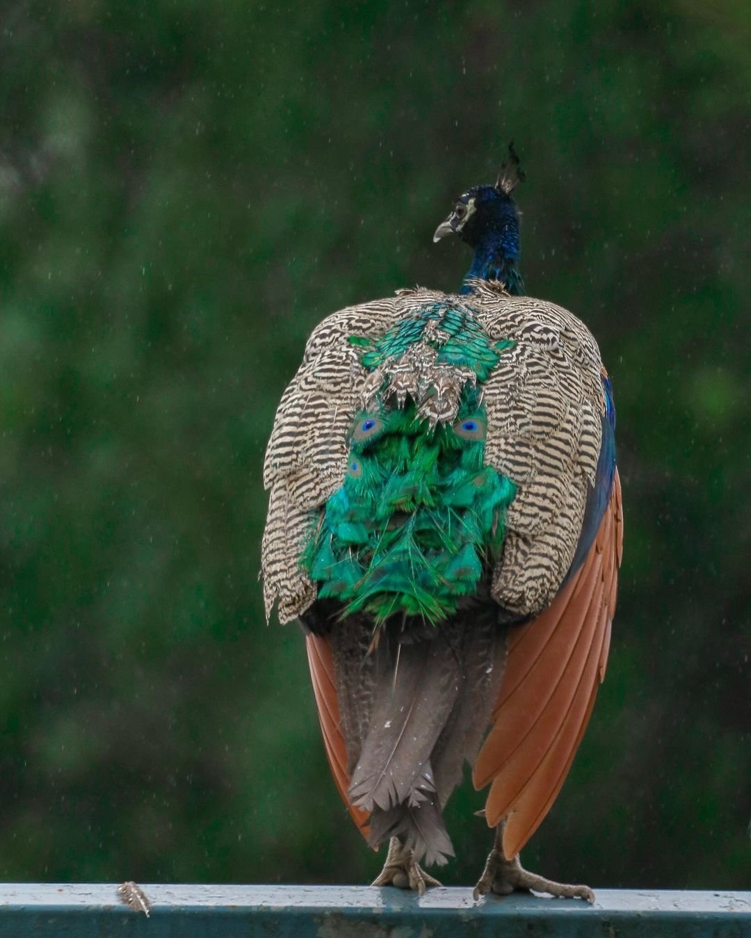 Peacock Images HD Wallpaper