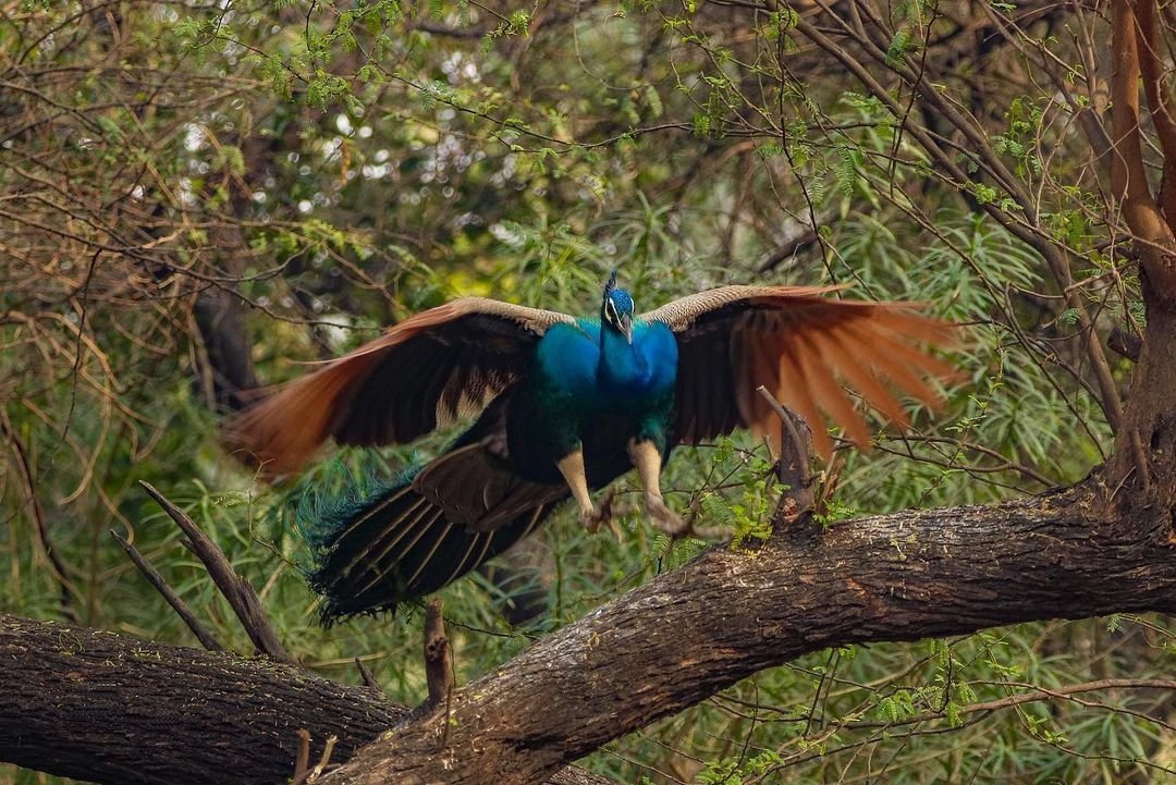 Peacock Images HD