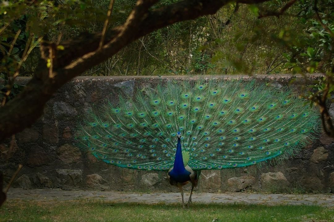 Peacock Images