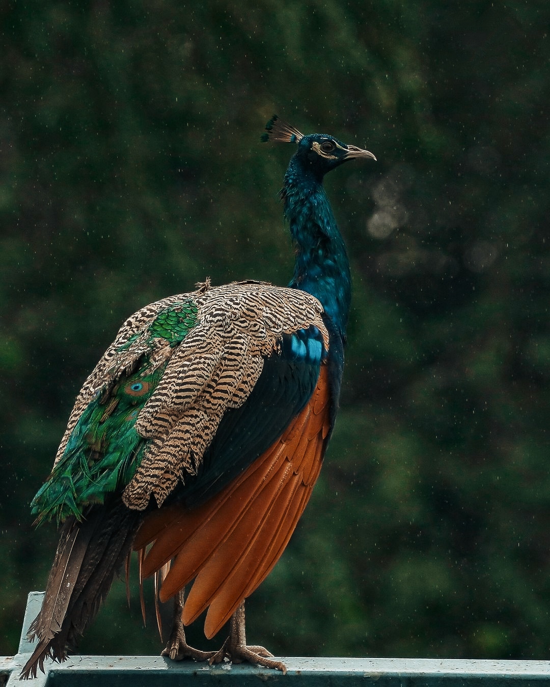 Peacock Photo Download