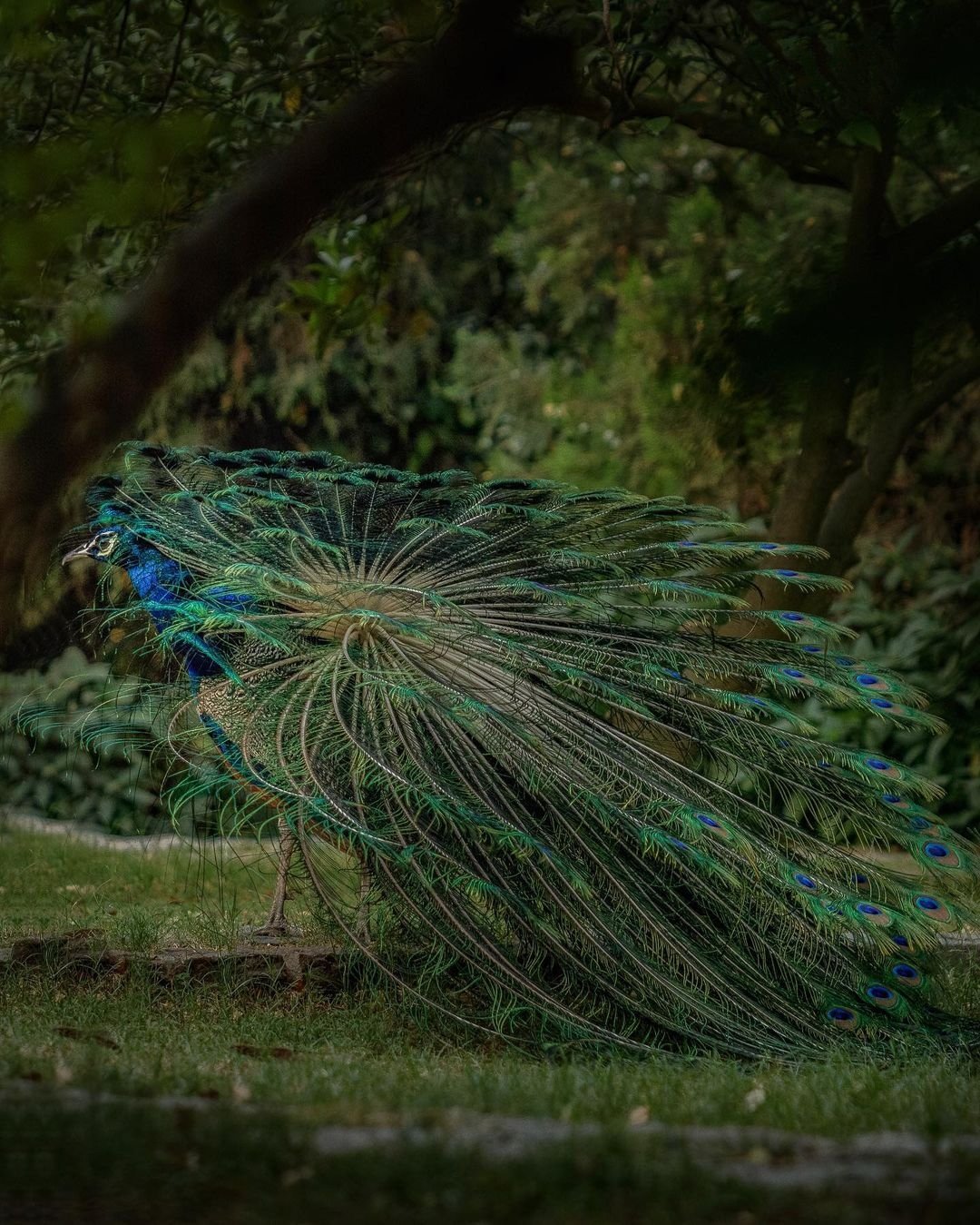 Peacock Photo