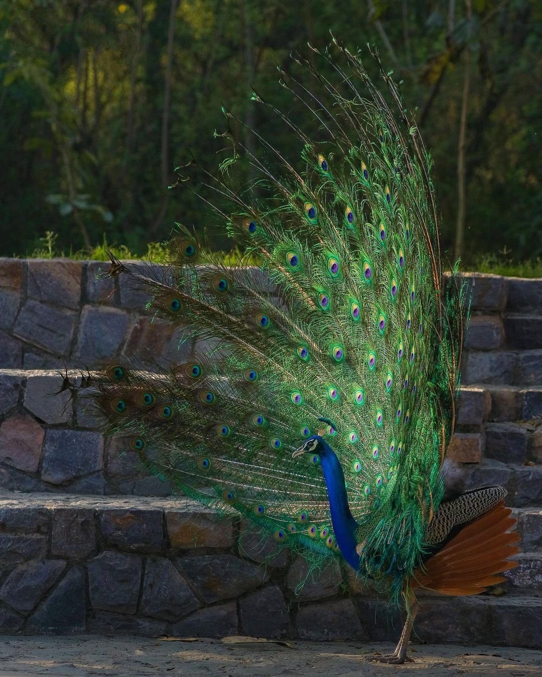 Peacock Photos