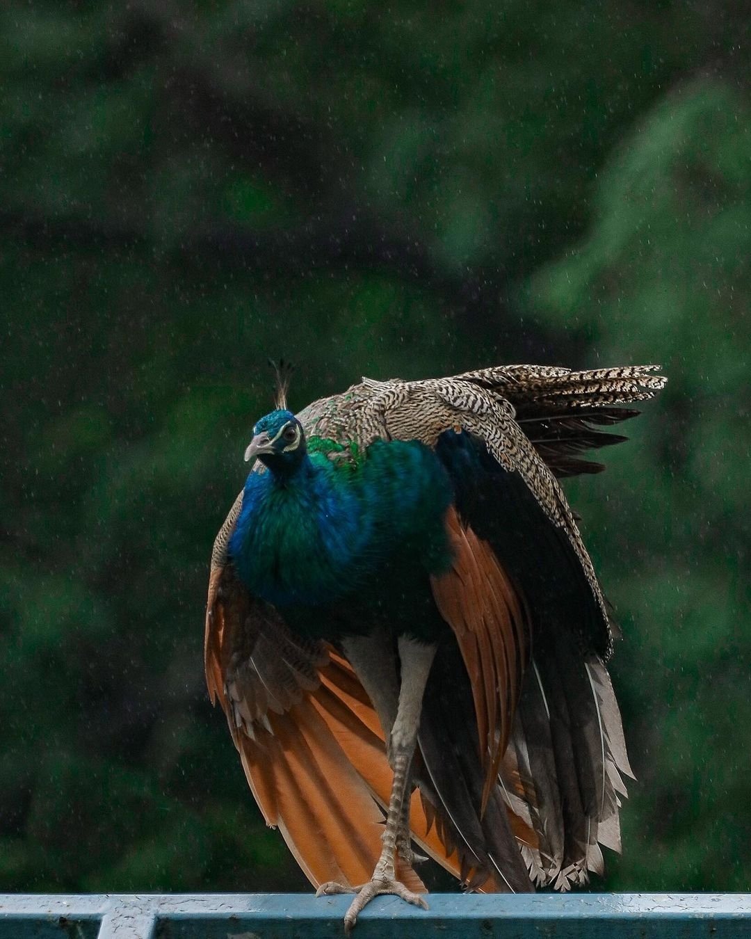 Peacock Pic