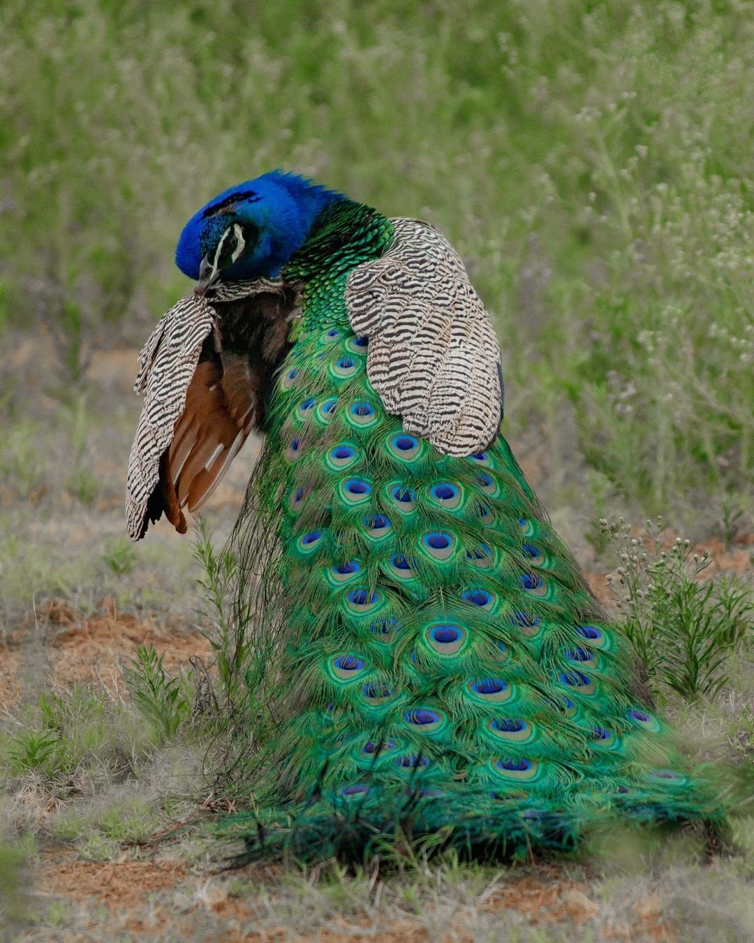 Peacock Picture