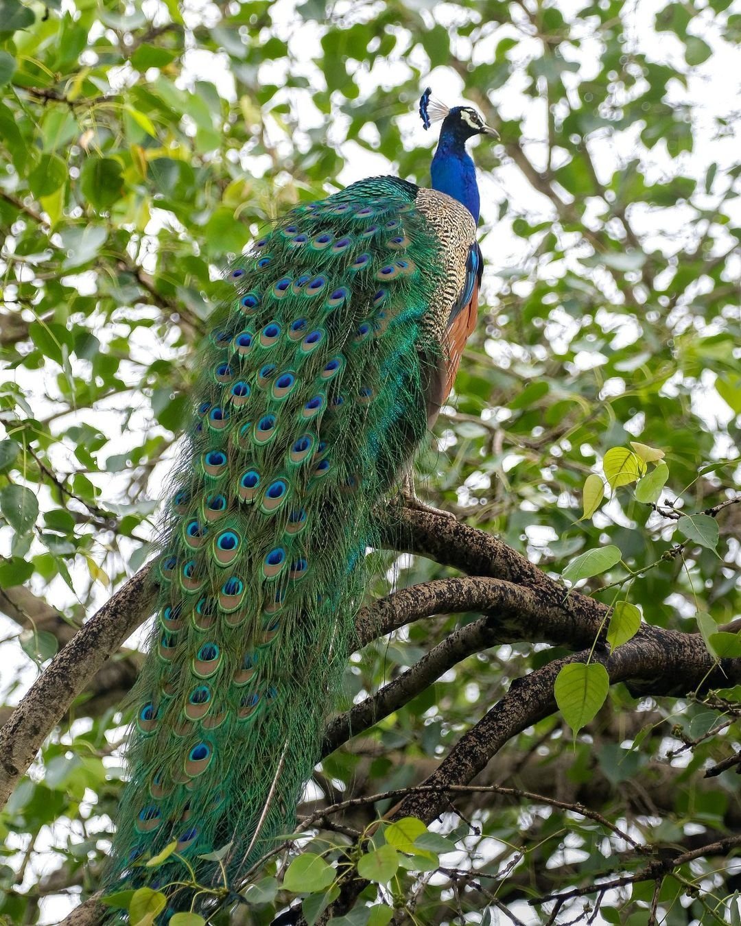 Peacock Wallpaper