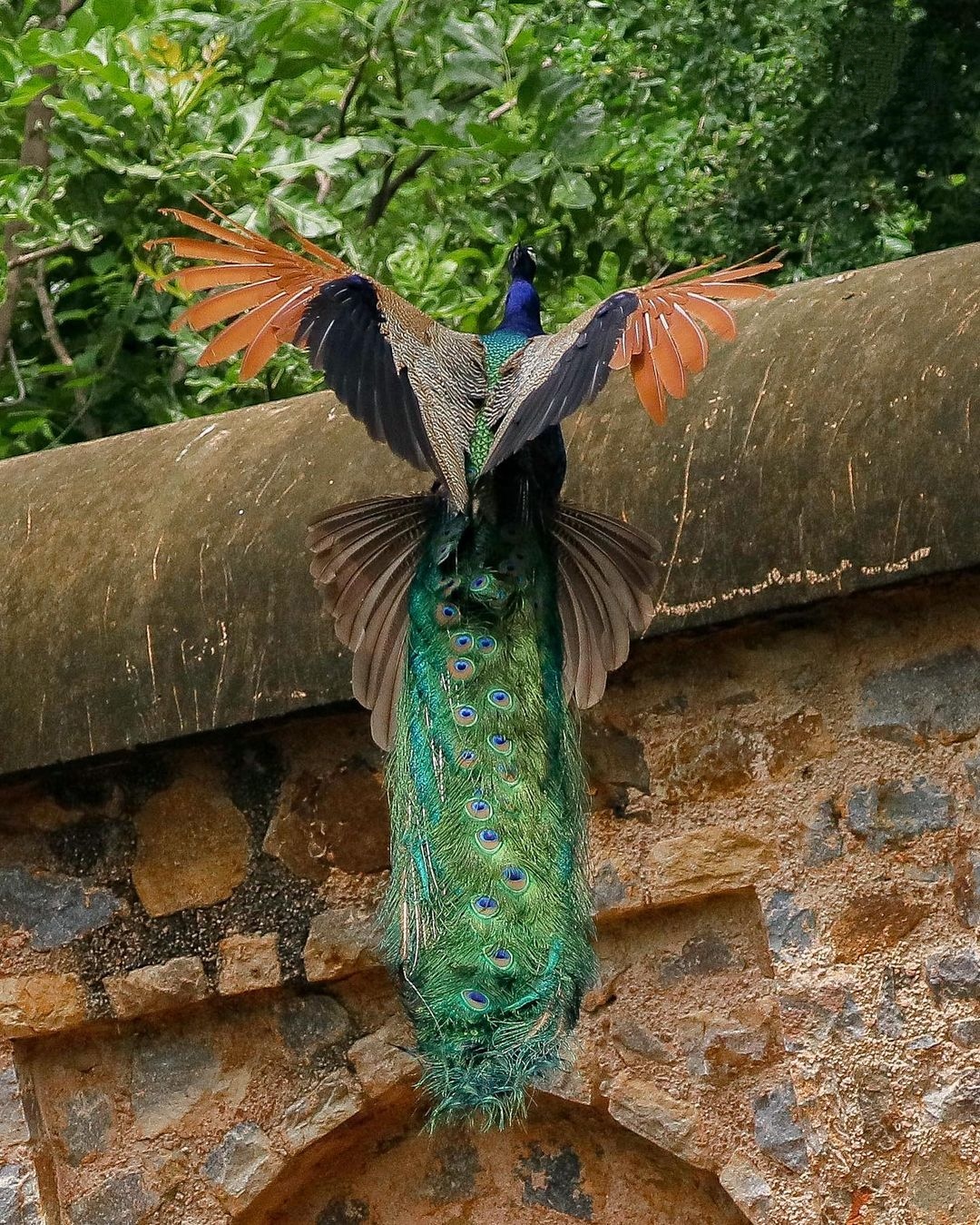 Real Beautiful Peacock Images