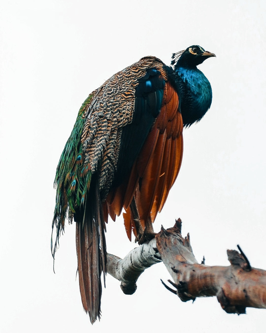 Real Peacock Photo