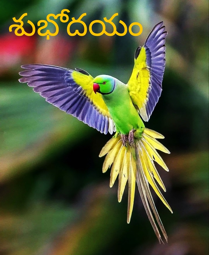 Telugu Cute Good Morning Images