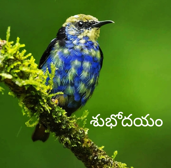 Telugu Good Morning Images New Style