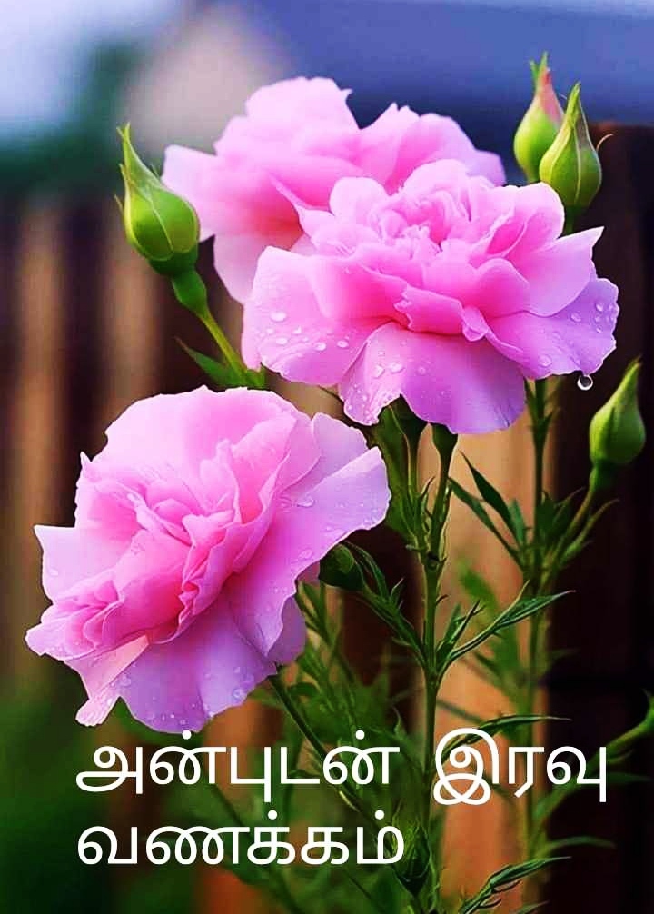 Good Night Images Tamil Flowers