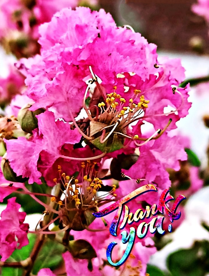 Beautiful Thank You Images For PPT