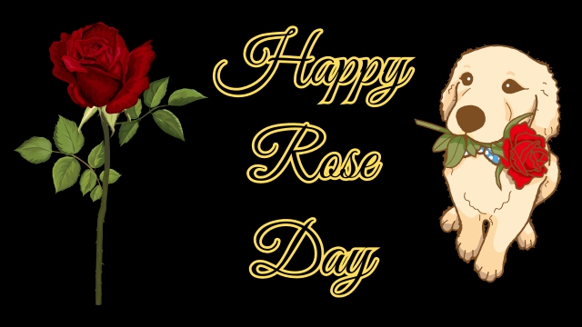 Rose Day Images